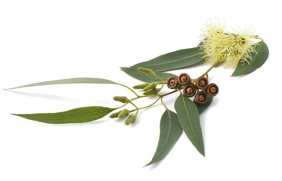 HondroFrost contains eucalyptus nobular